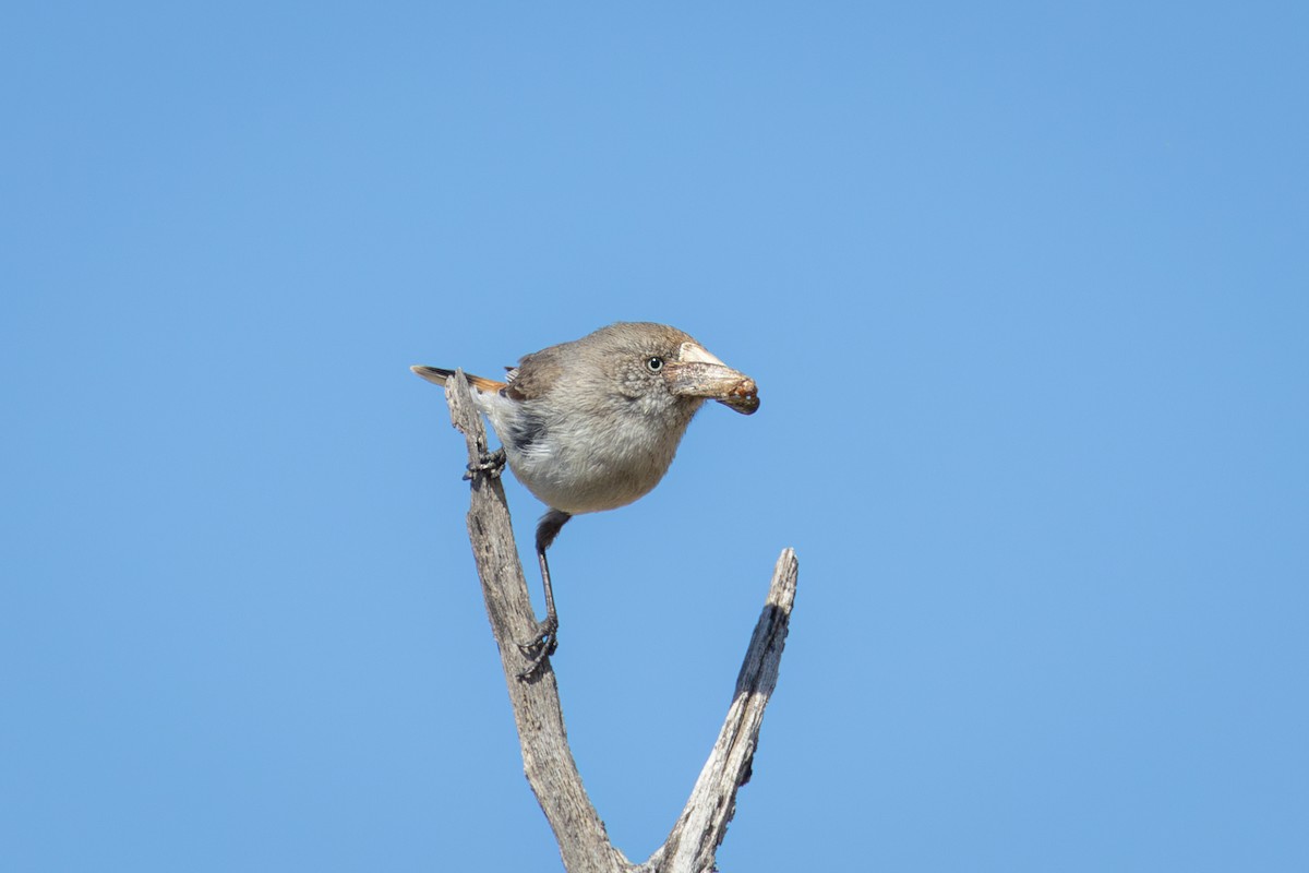 Chestnut-rumped Thornbill - ML624216990