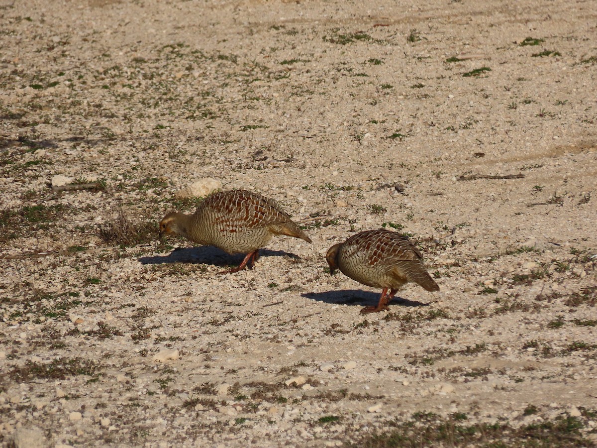 Gray Francolin - ML624216993