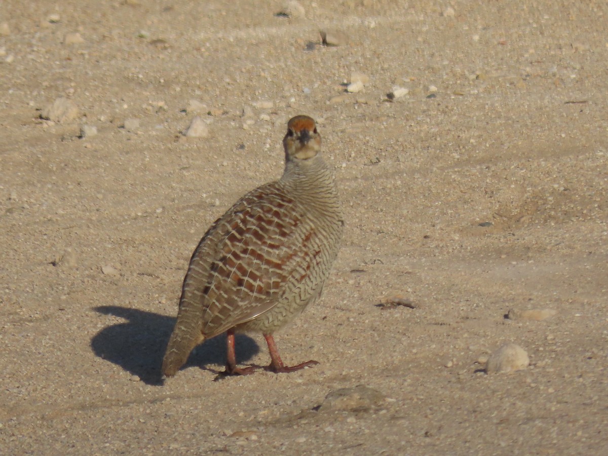 Gray Francolin - ML624216994