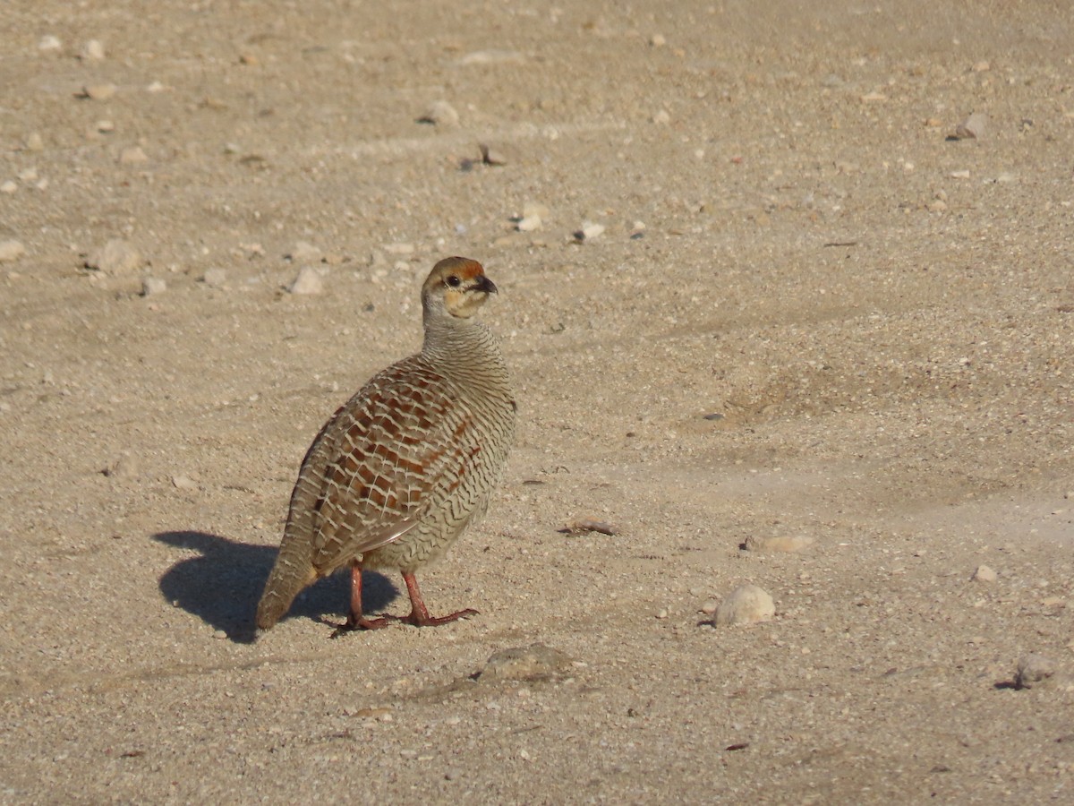 Gray Francolin - ML624216995