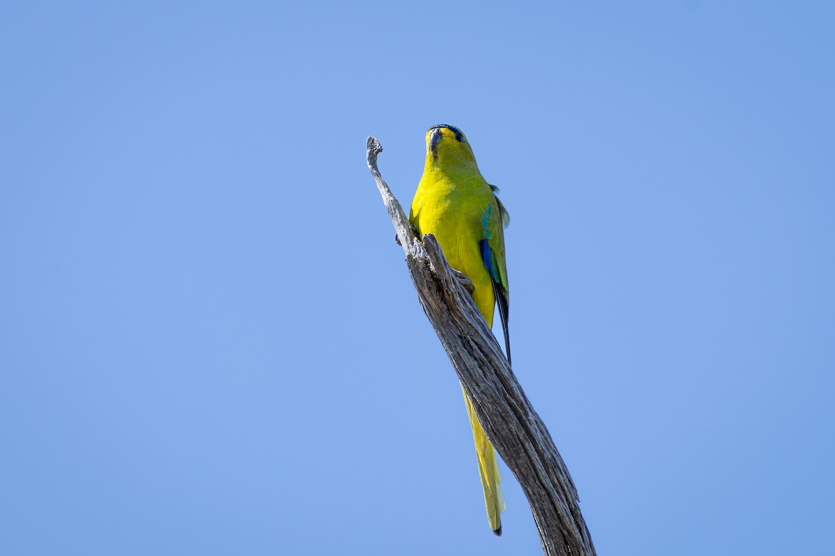 Elegant Parrot - ML624217001