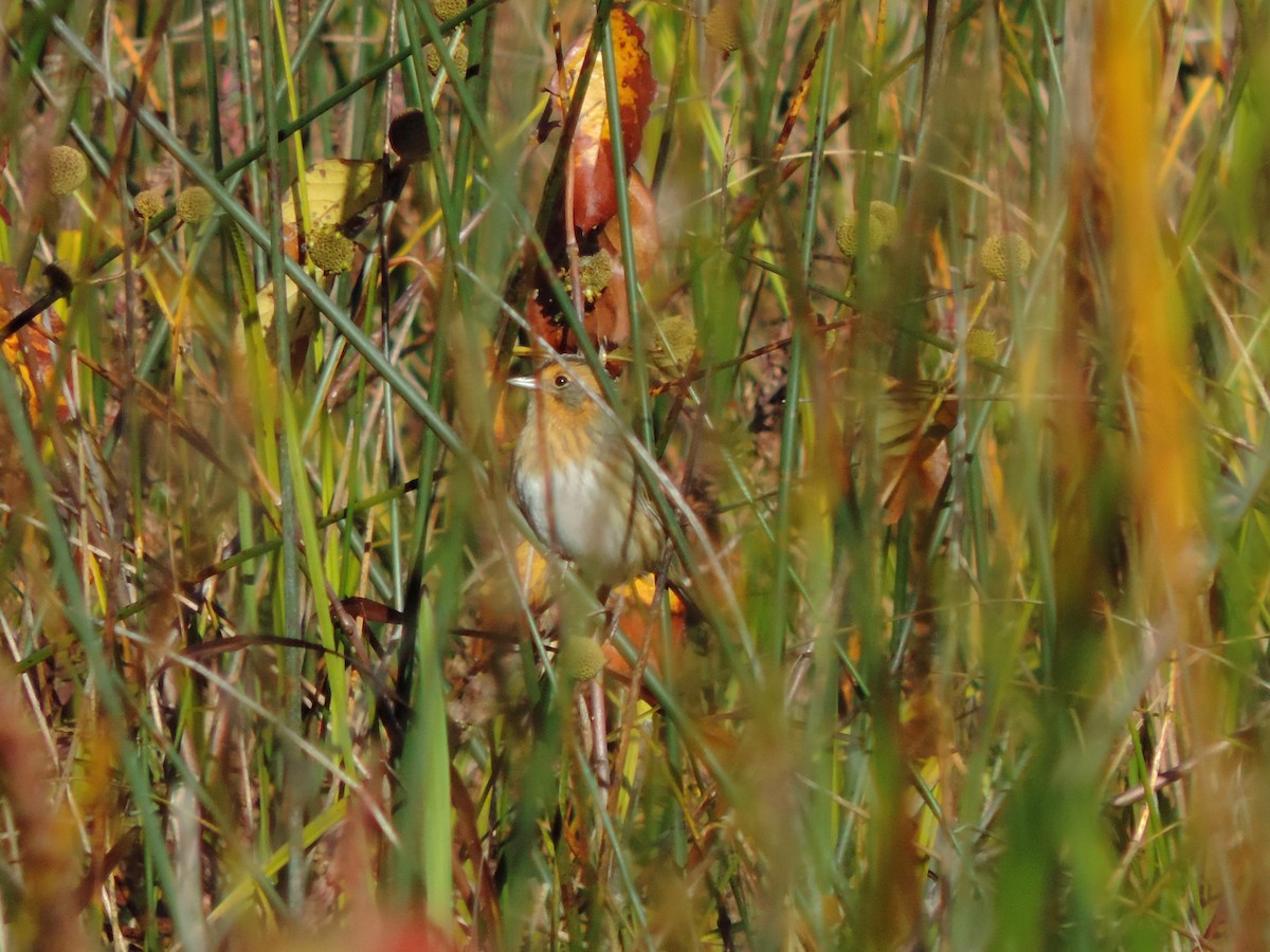 Nelson's Sparrow - ML624217002
