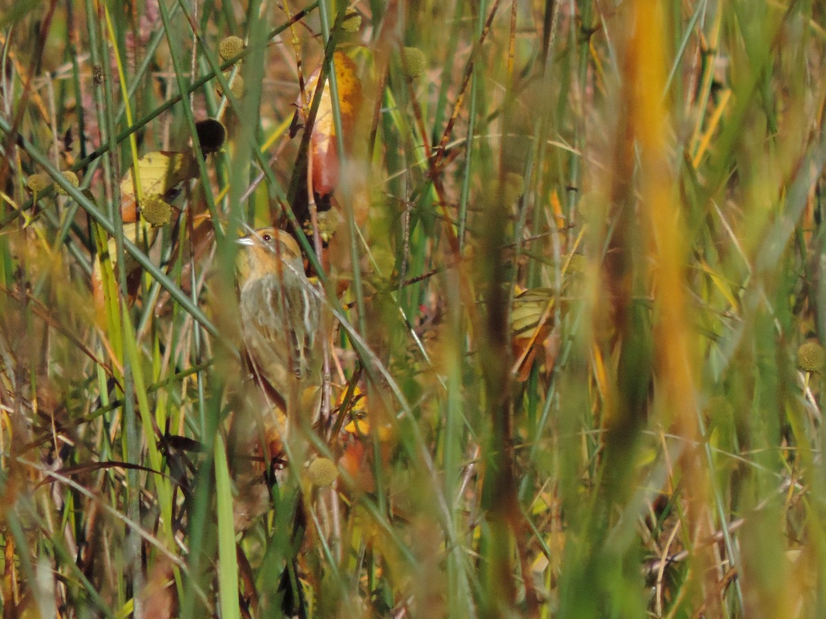 Nelson's Sparrow - ML624217003