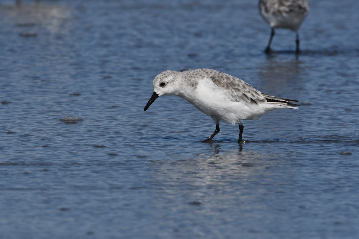 Sanderling - david thornton