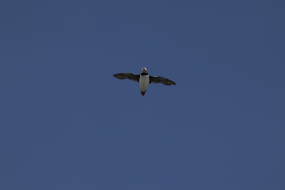 Atlantic Puffin - ML624217017