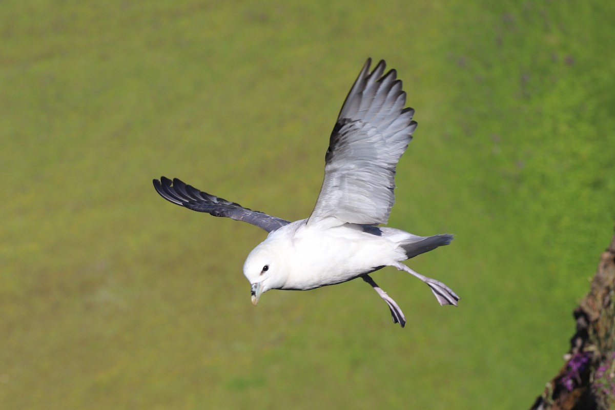 Northern Fulmar - ML624217030