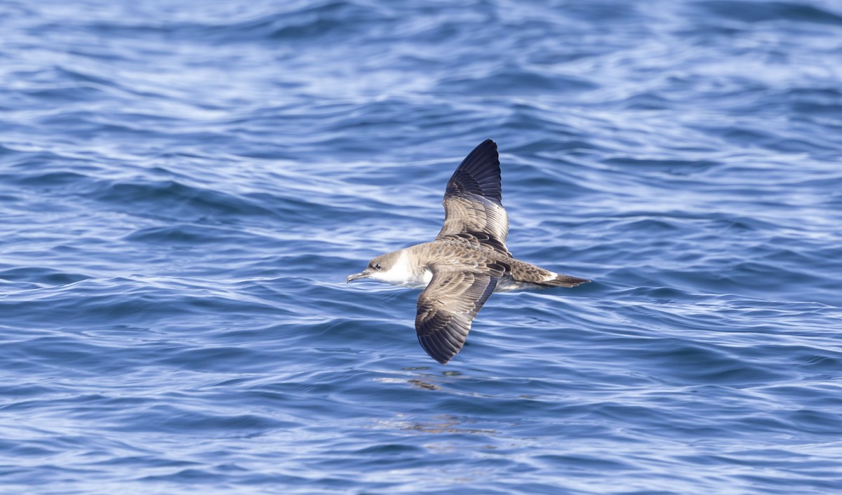 Great Shearwater - ML624217044