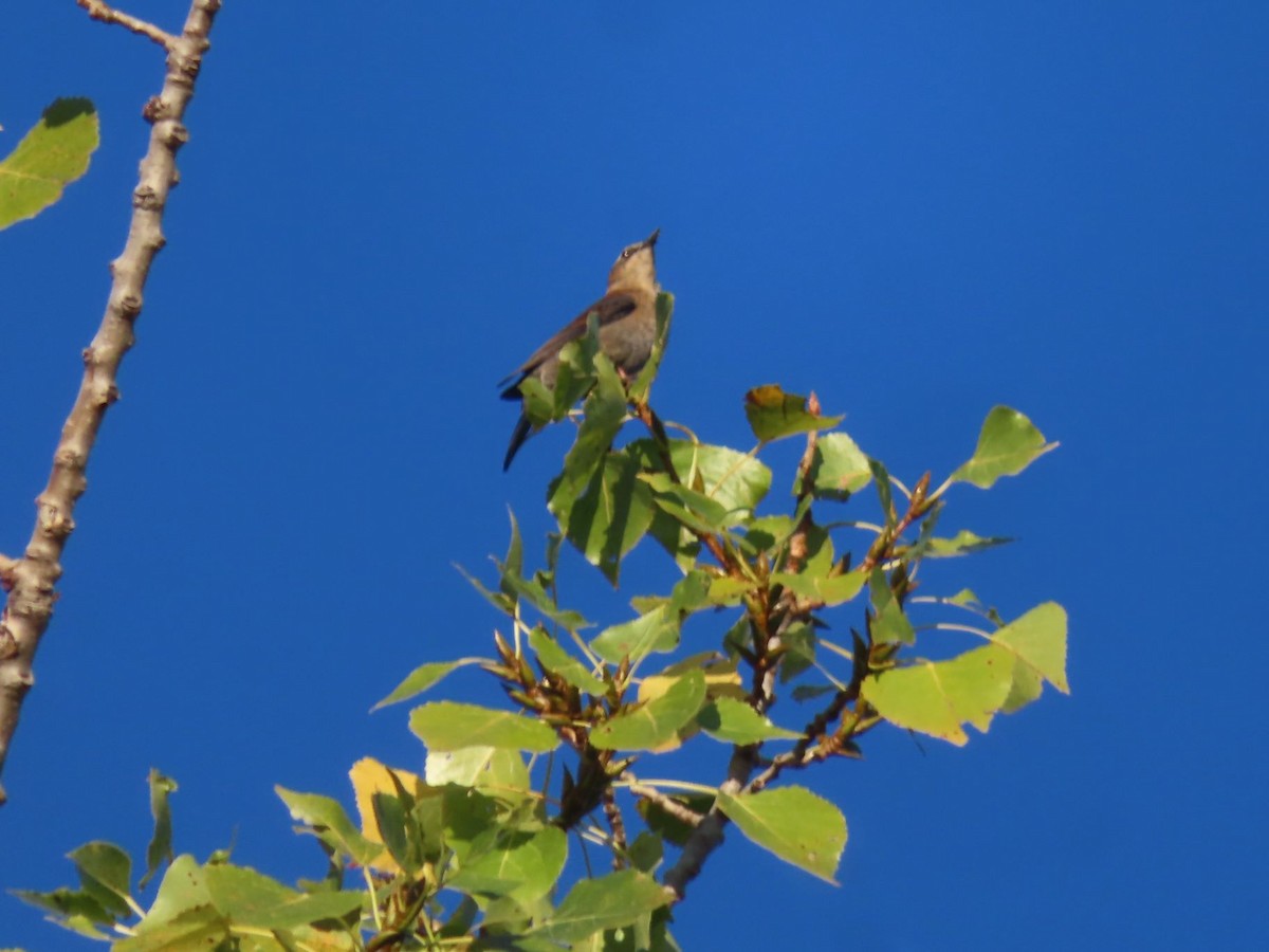 Rusty Blackbird - ML624217048