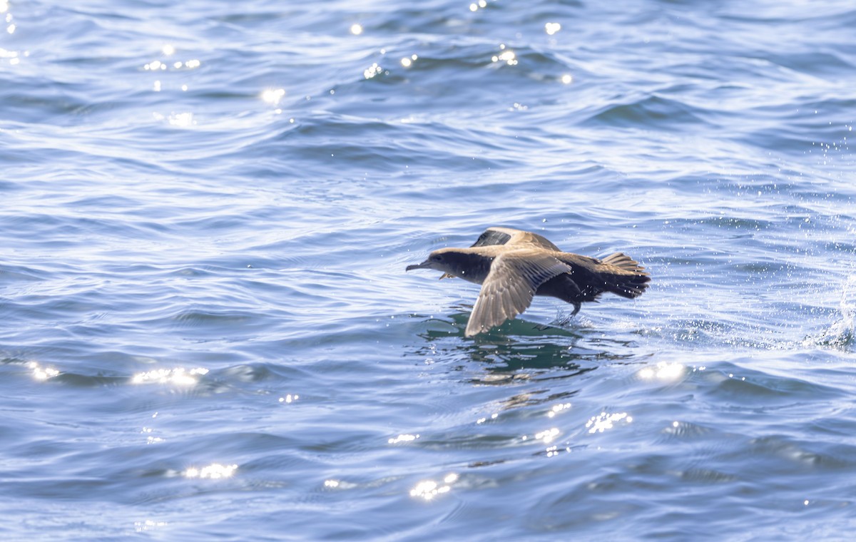 Sooty Shearwater - ML624217050