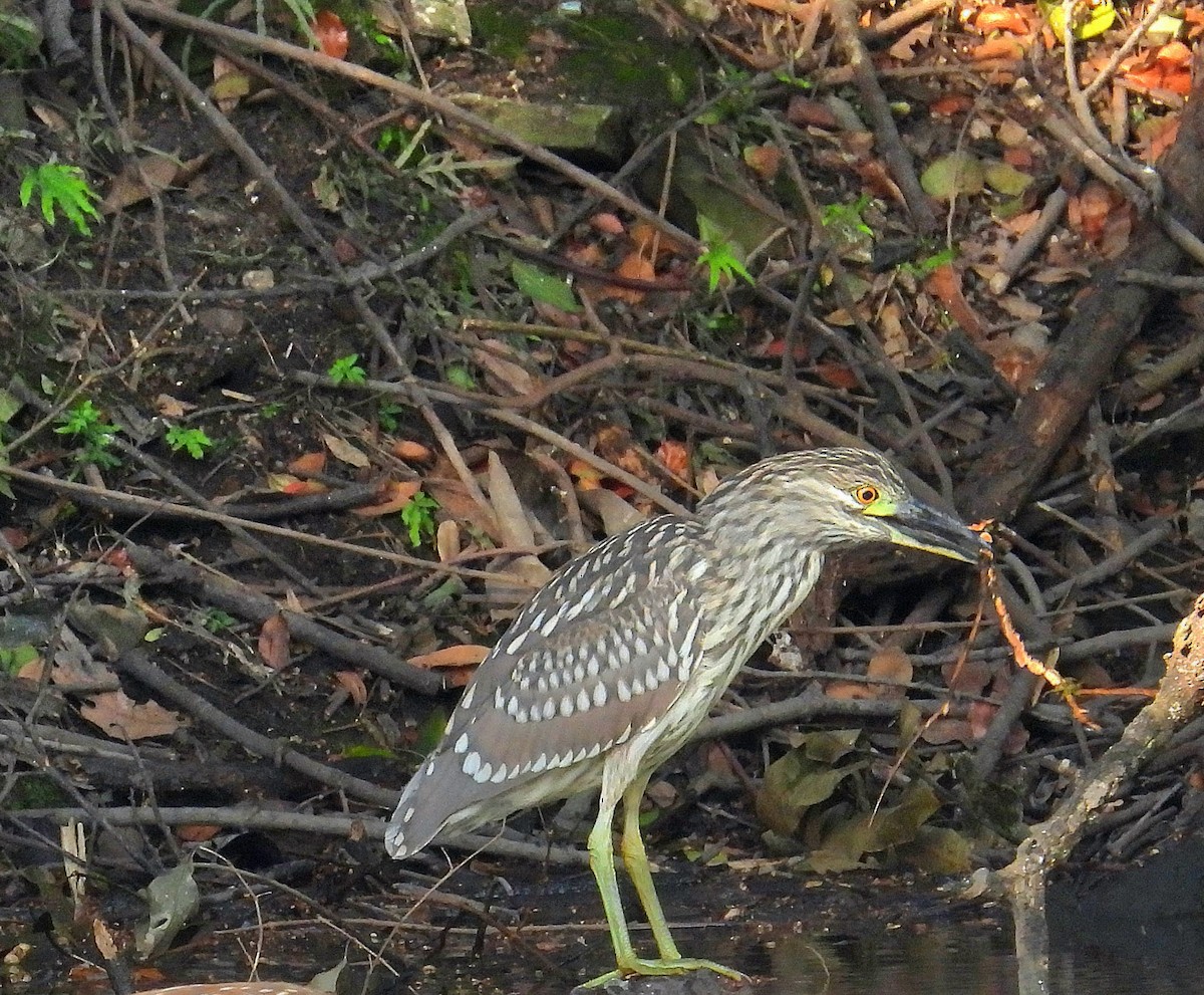 Black-crowned Night Heron - ML624217051