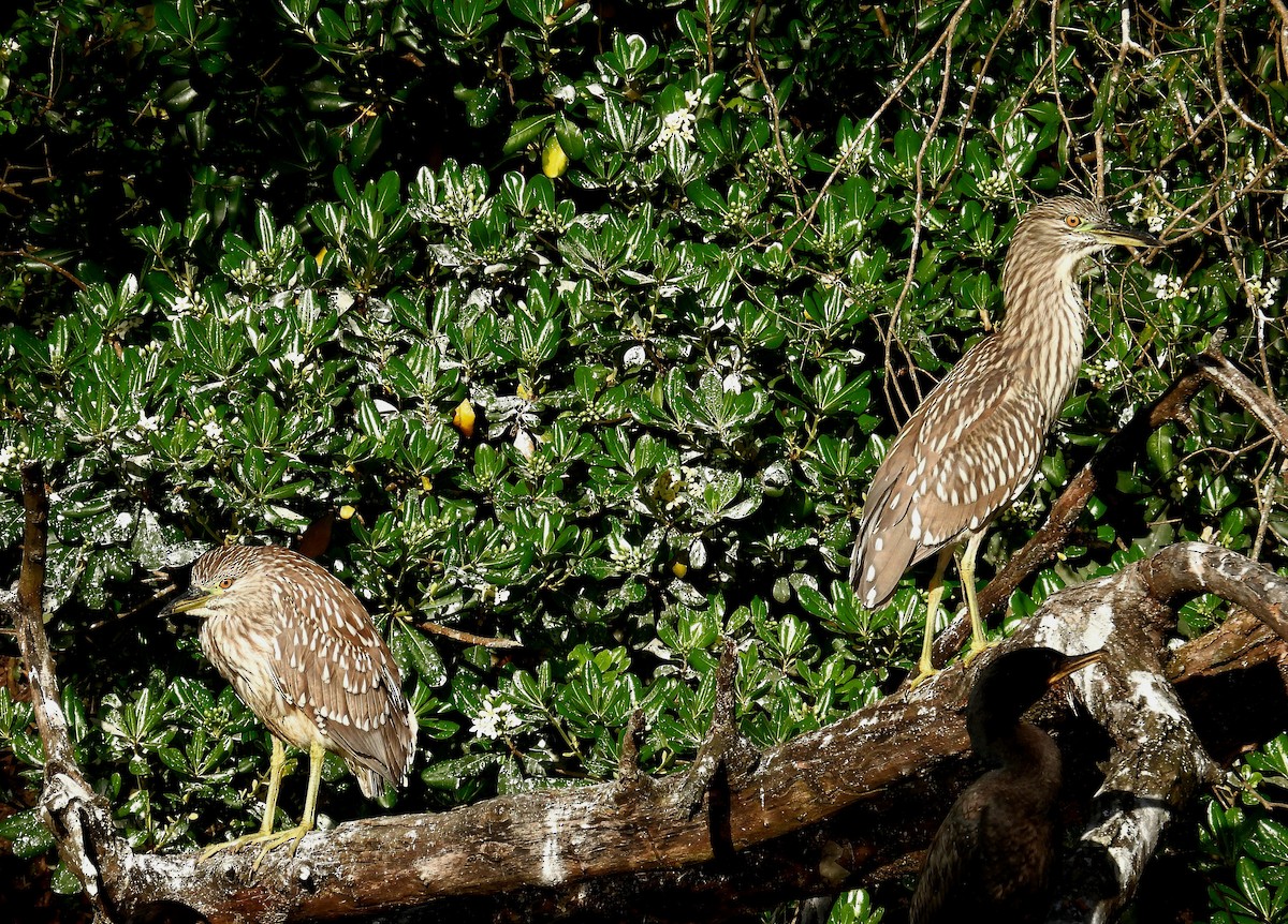 Black-crowned Night Heron - ML624217052