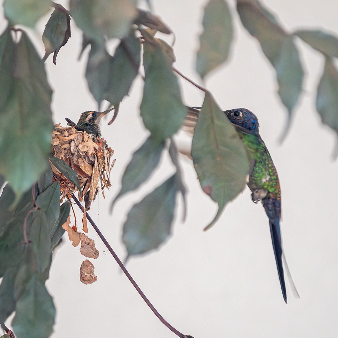 Colibrí Golondrina - ML624217056