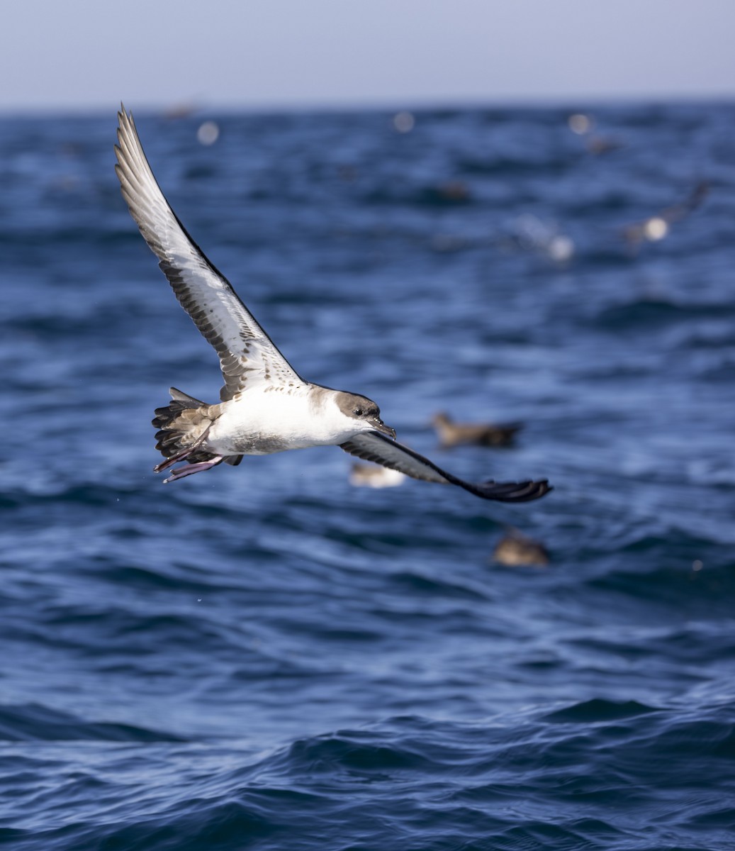 Manx Shearwater - ML624217059