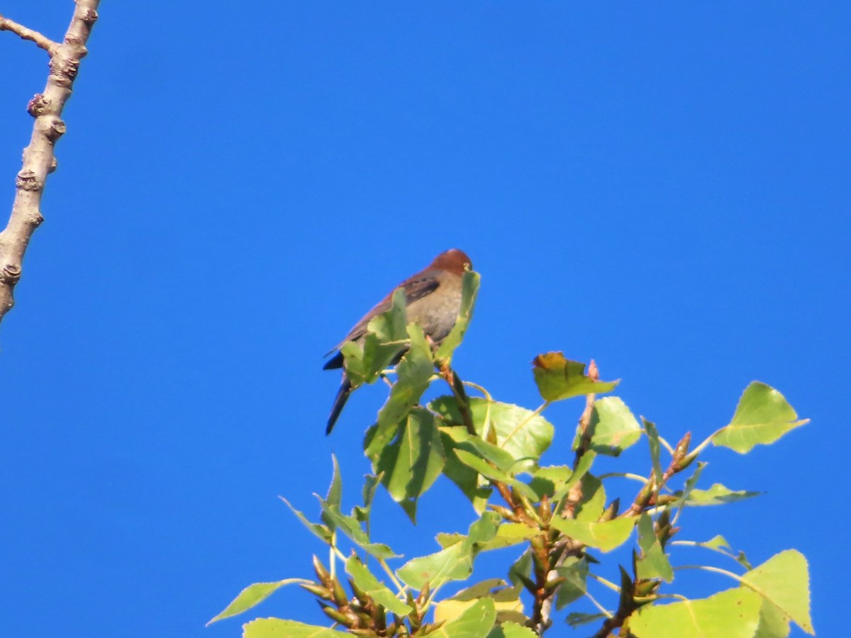 Rusty Blackbird - ML624217060