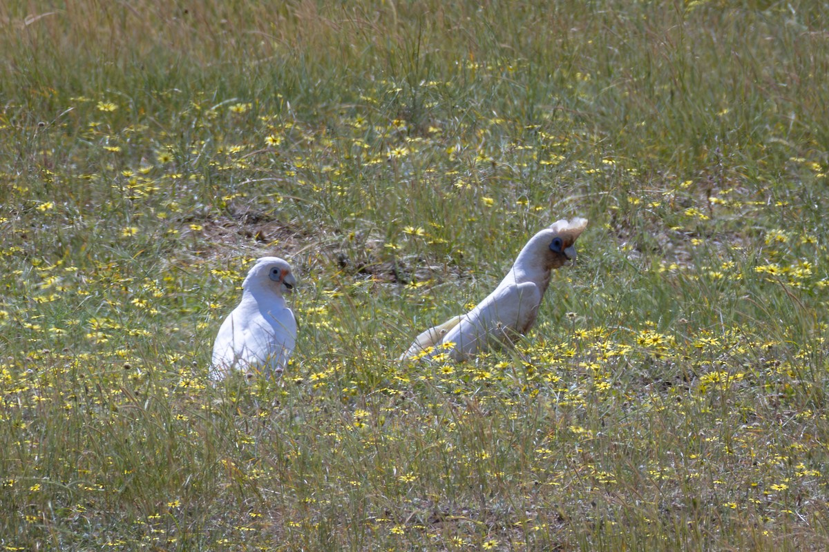 Western Corella - ML624217064