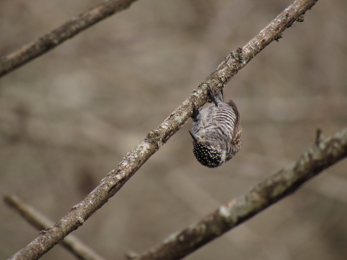 White-barred Piculet - ML624217074