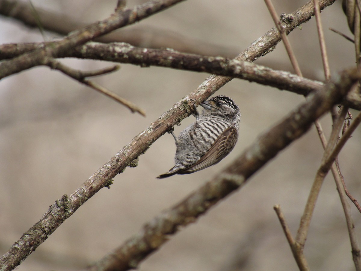 White-barred Piculet - ML624217075