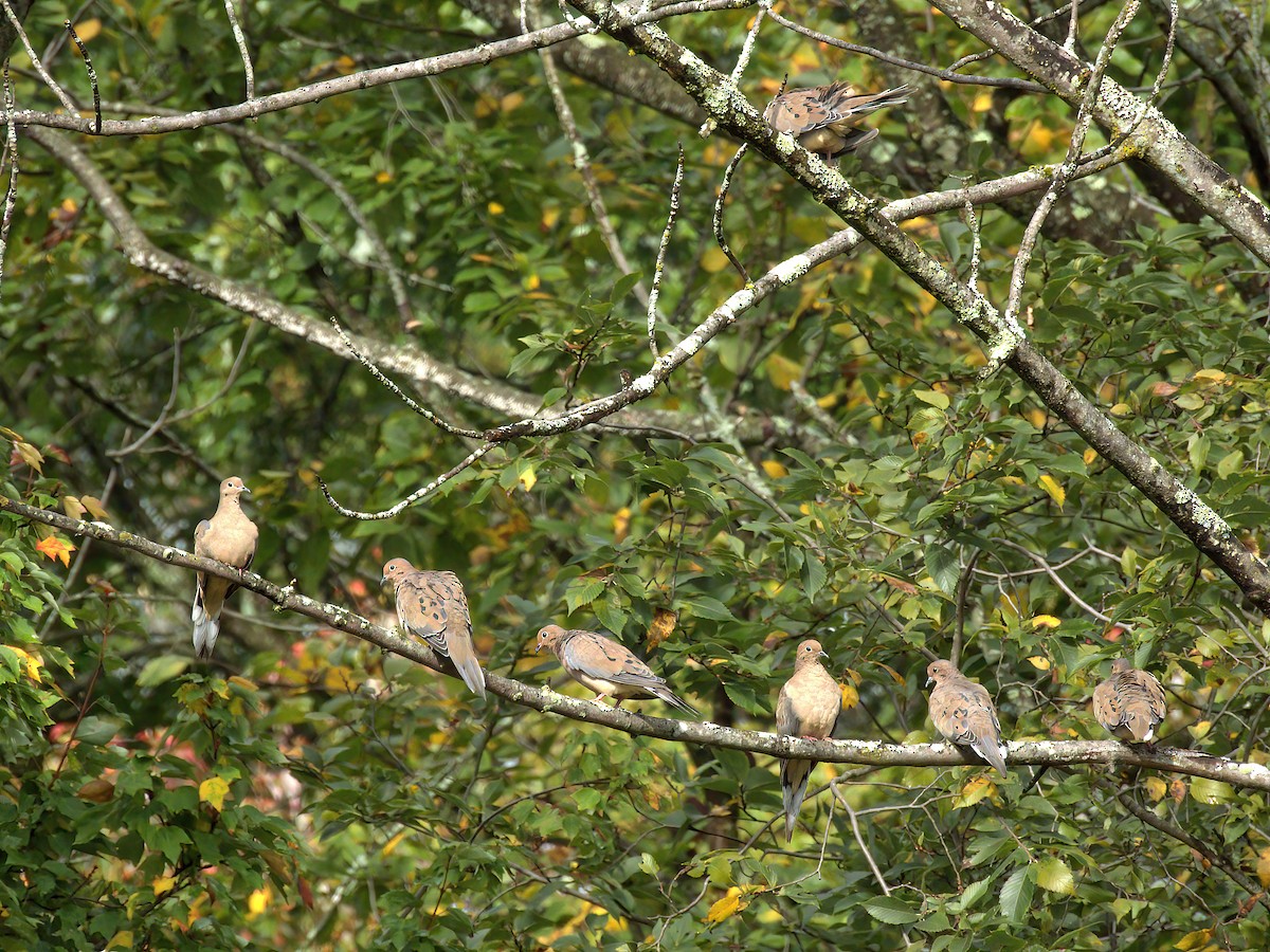 Mourning Dove - ML624217076