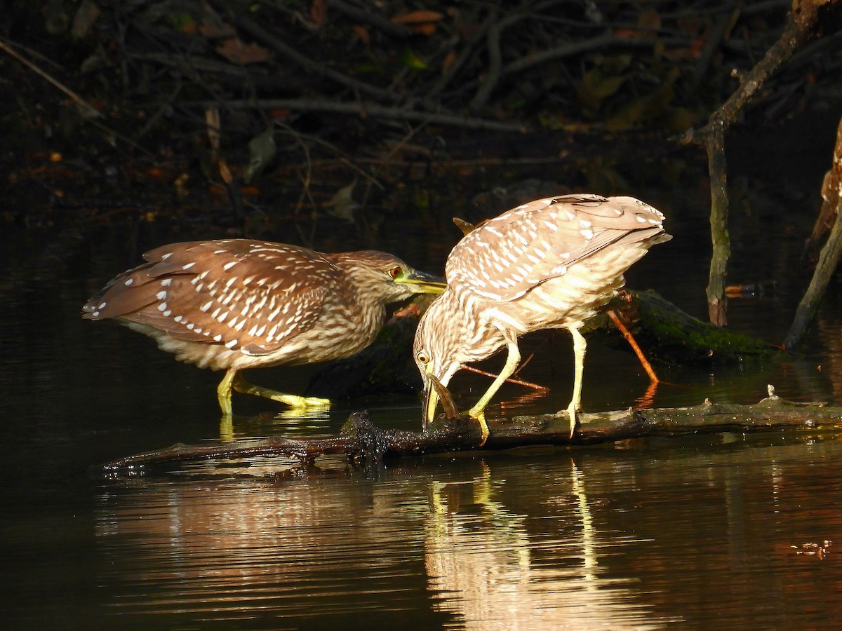 Black-crowned Night Heron - ML624217080