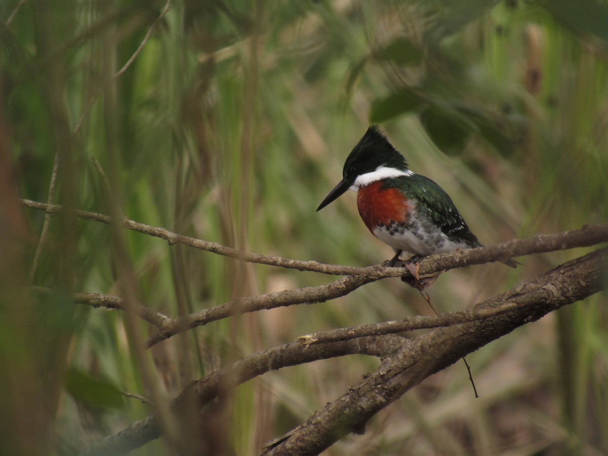 Green Kingfisher - ML624217083