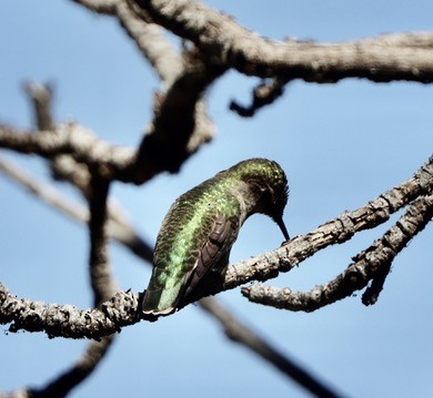 Colibrí de Anna - ML624217084