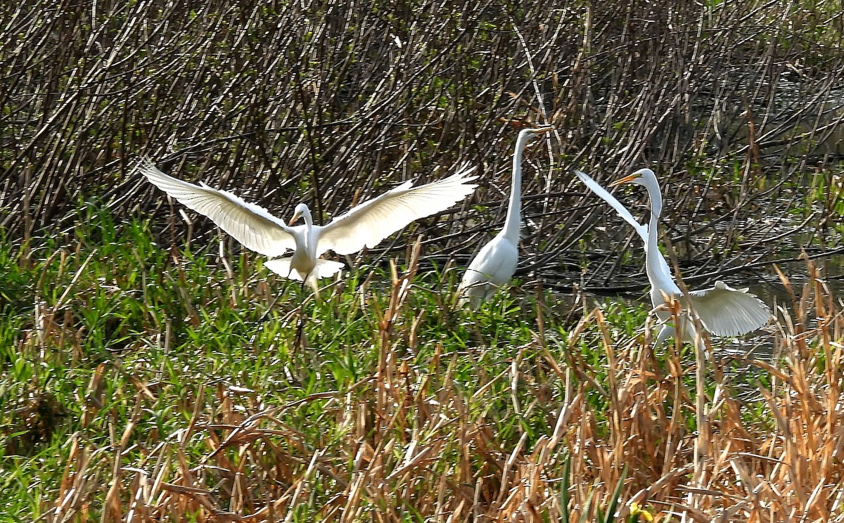 Great Egret - Cecilia Gosso