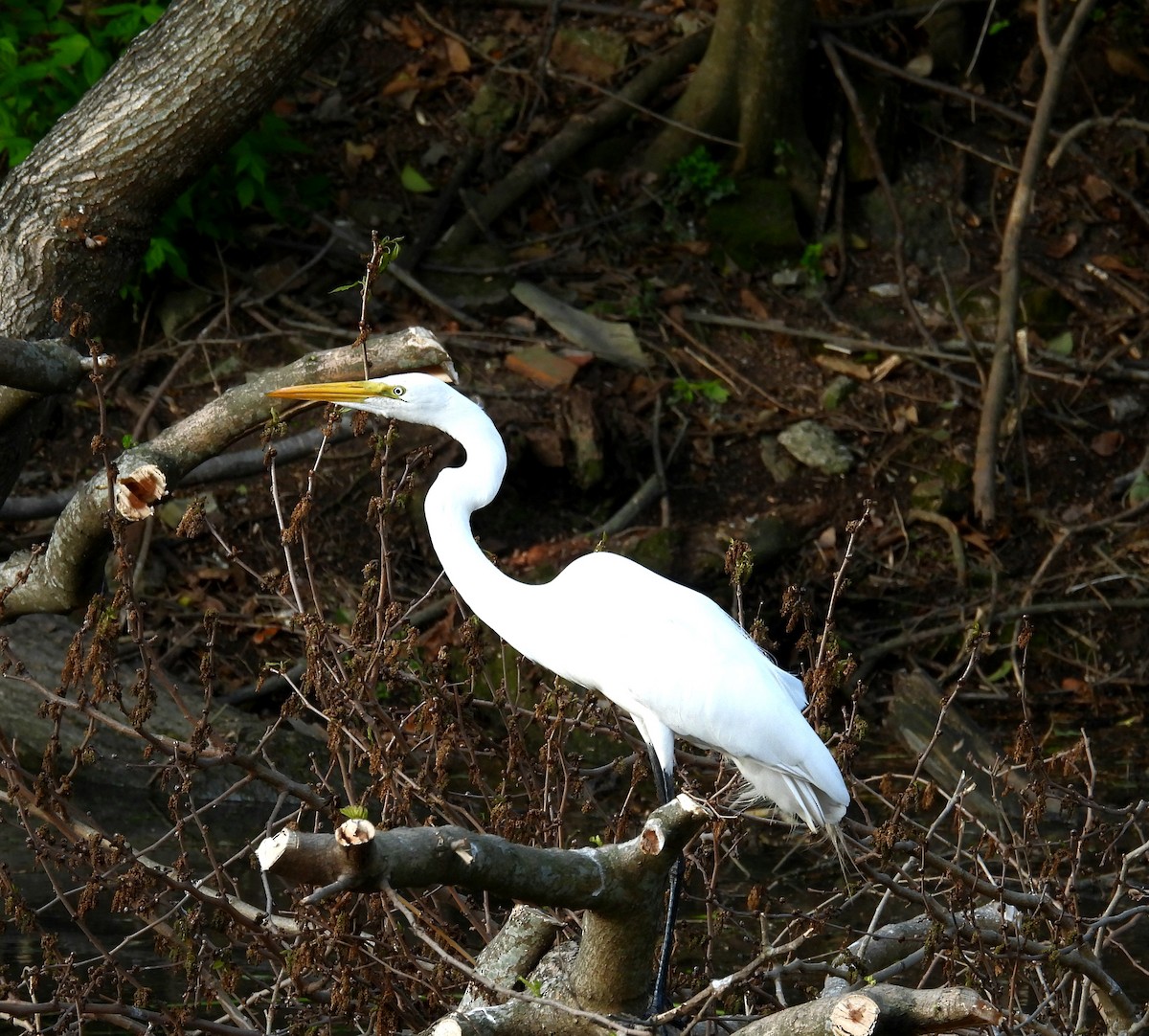 Great Egret - ML624217096