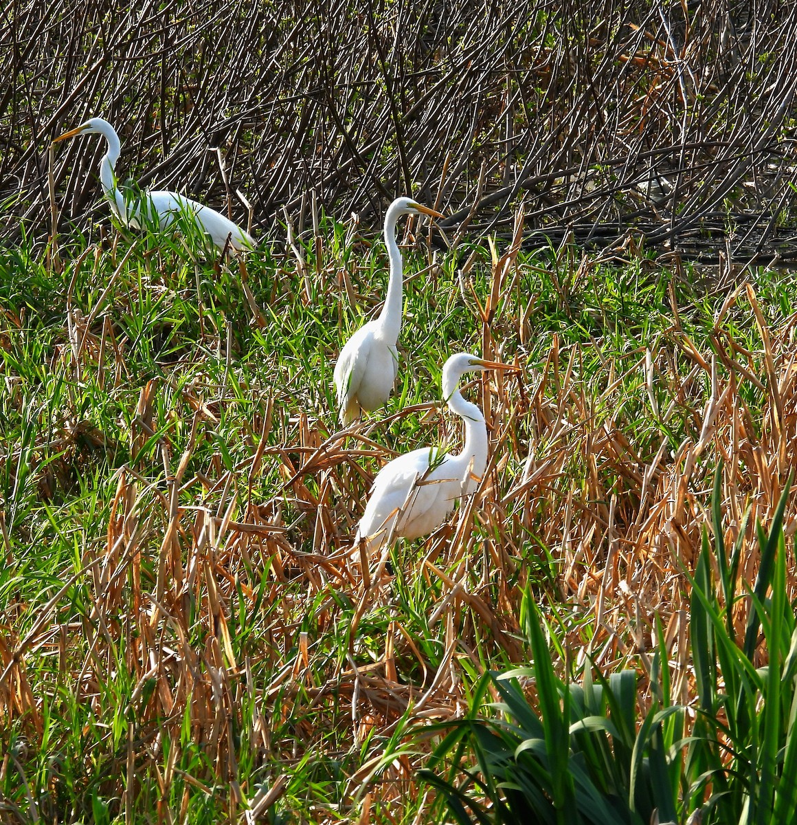 Great Egret - Cecilia Gosso