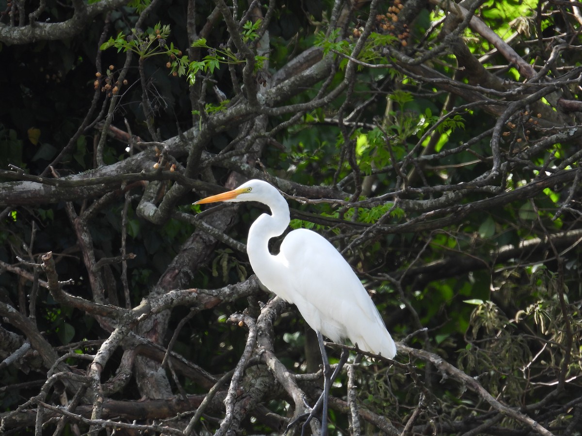 Great Egret - ML624217098