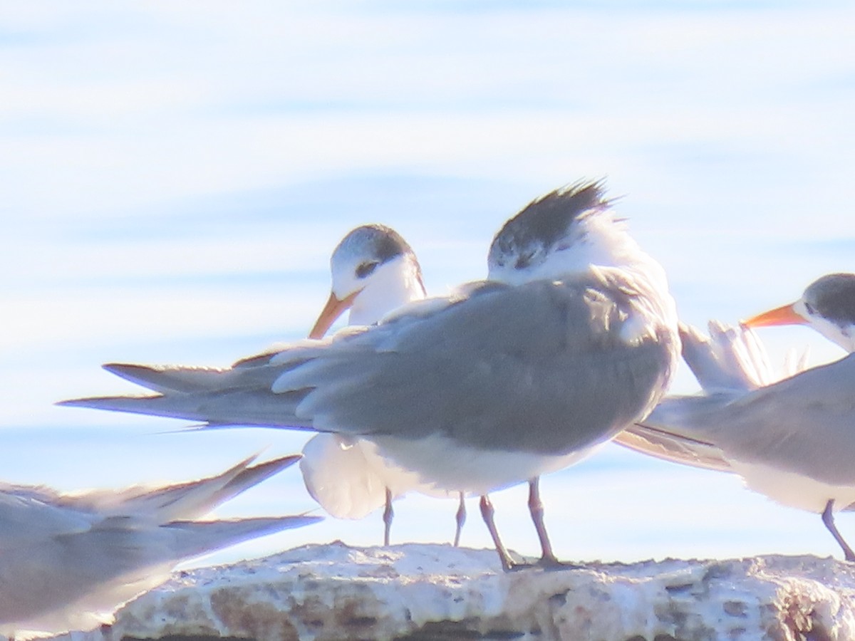 Great Crested Tern - ML624217100