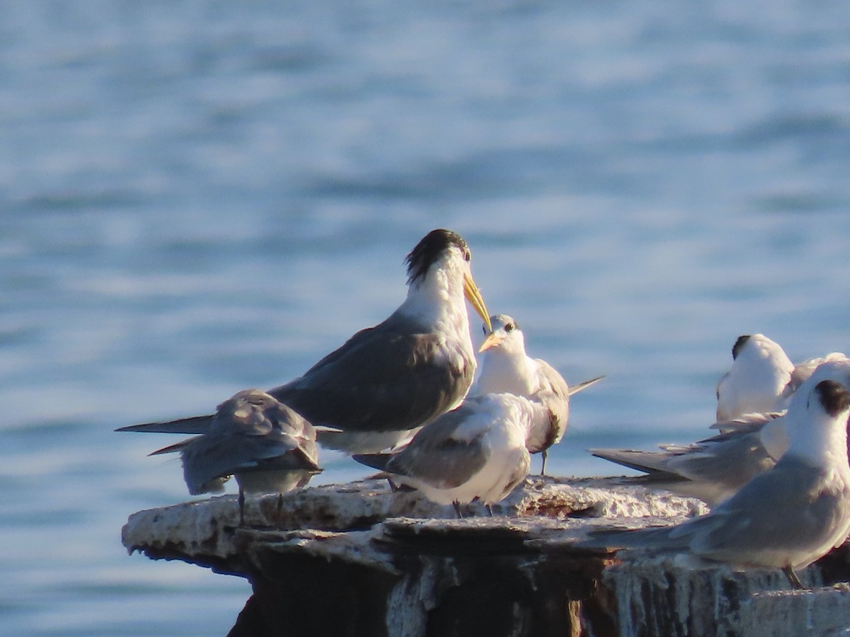 Great Crested Tern - ML624217102