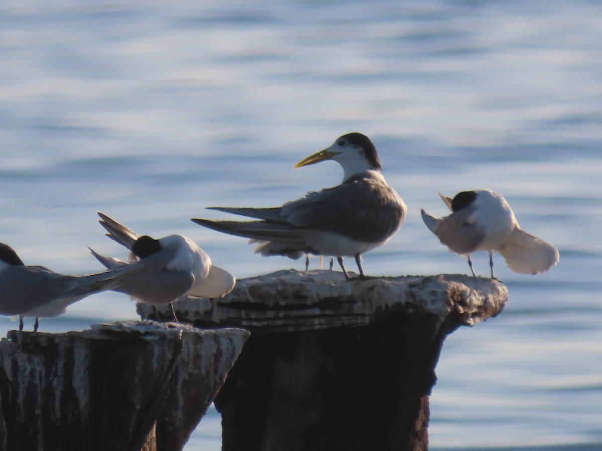 Great Crested Tern - ML624217103