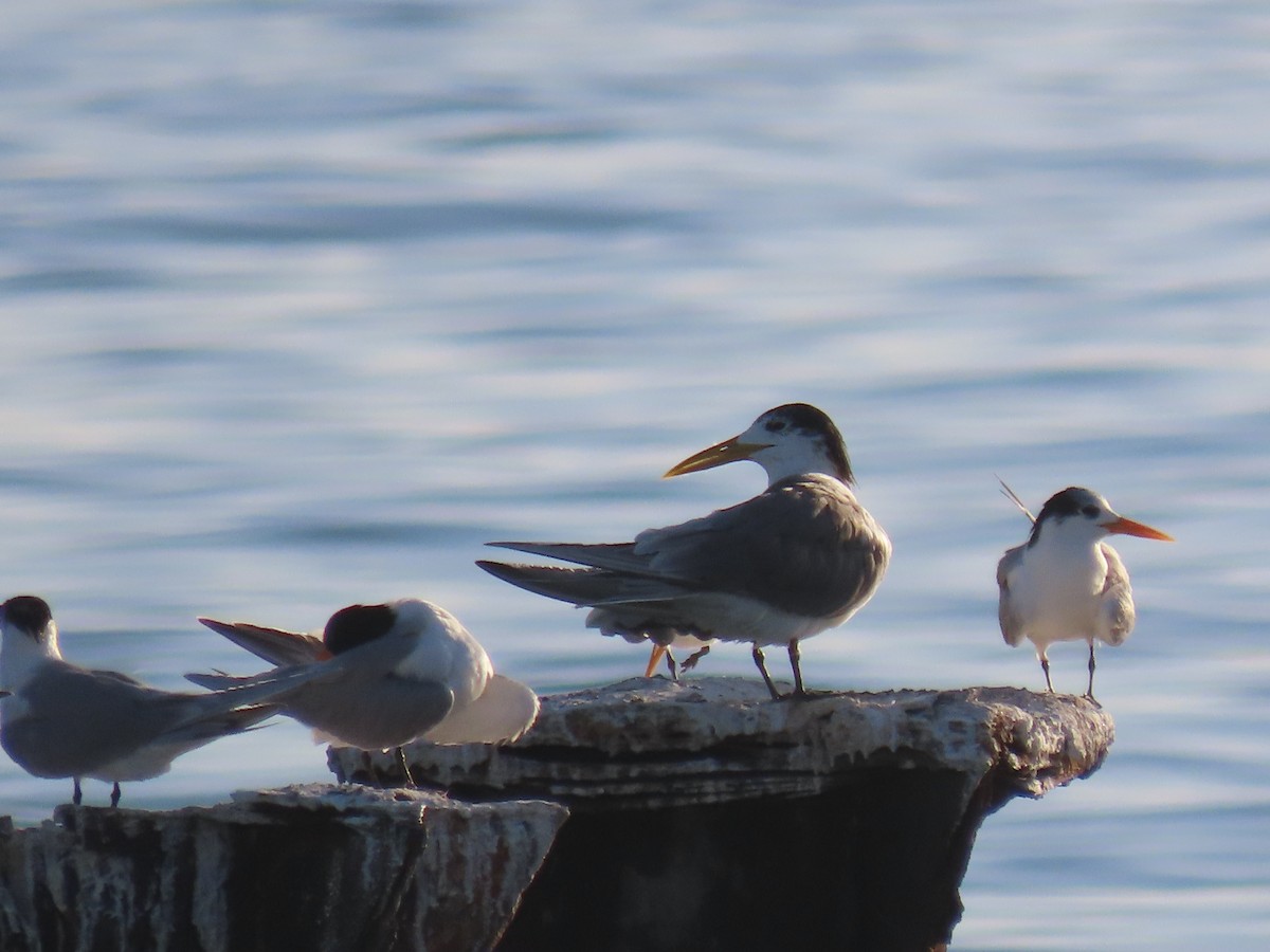 Great Crested Tern - ML624217104