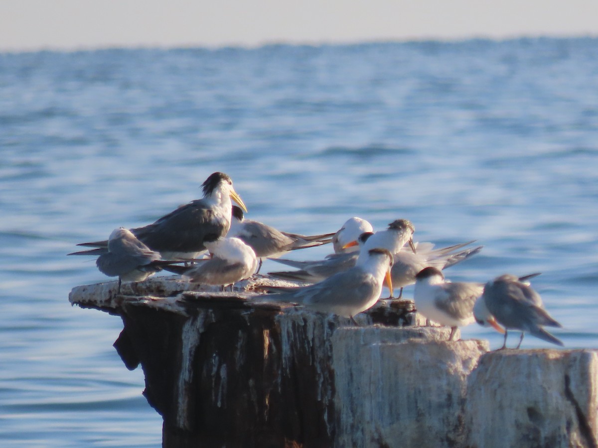 Great Crested Tern - ML624217105