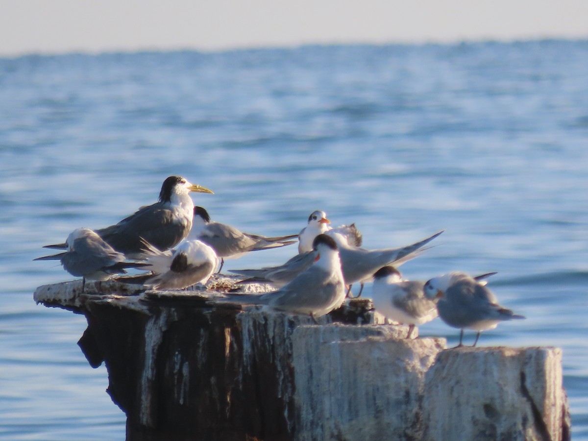 Great Crested Tern - ML624217106