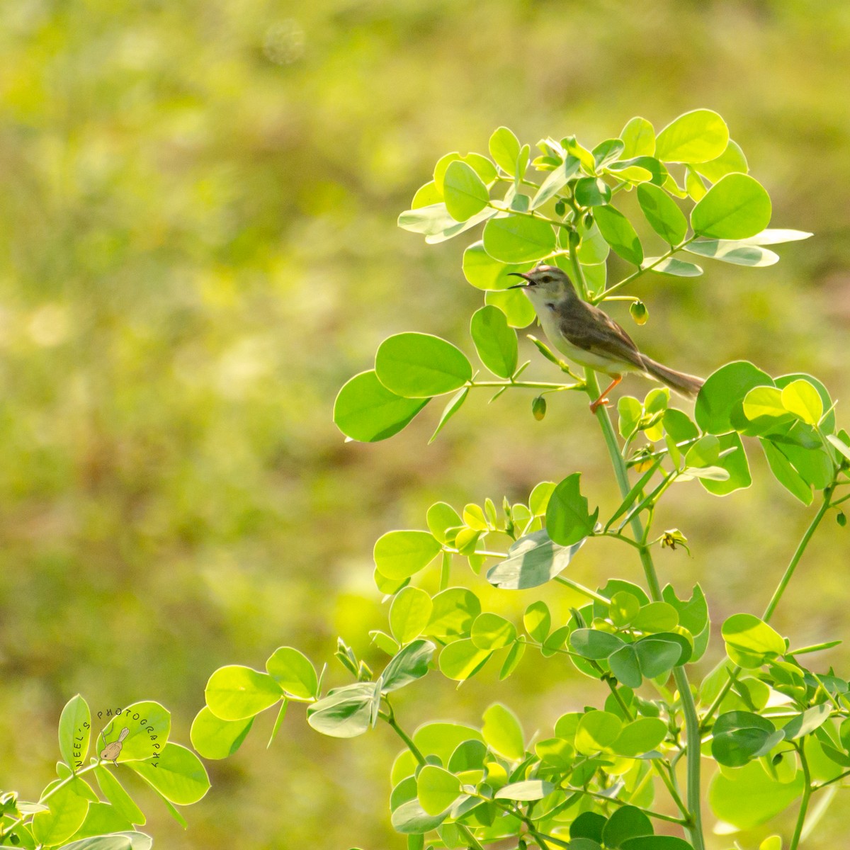 Plain Prinia - ML624217108