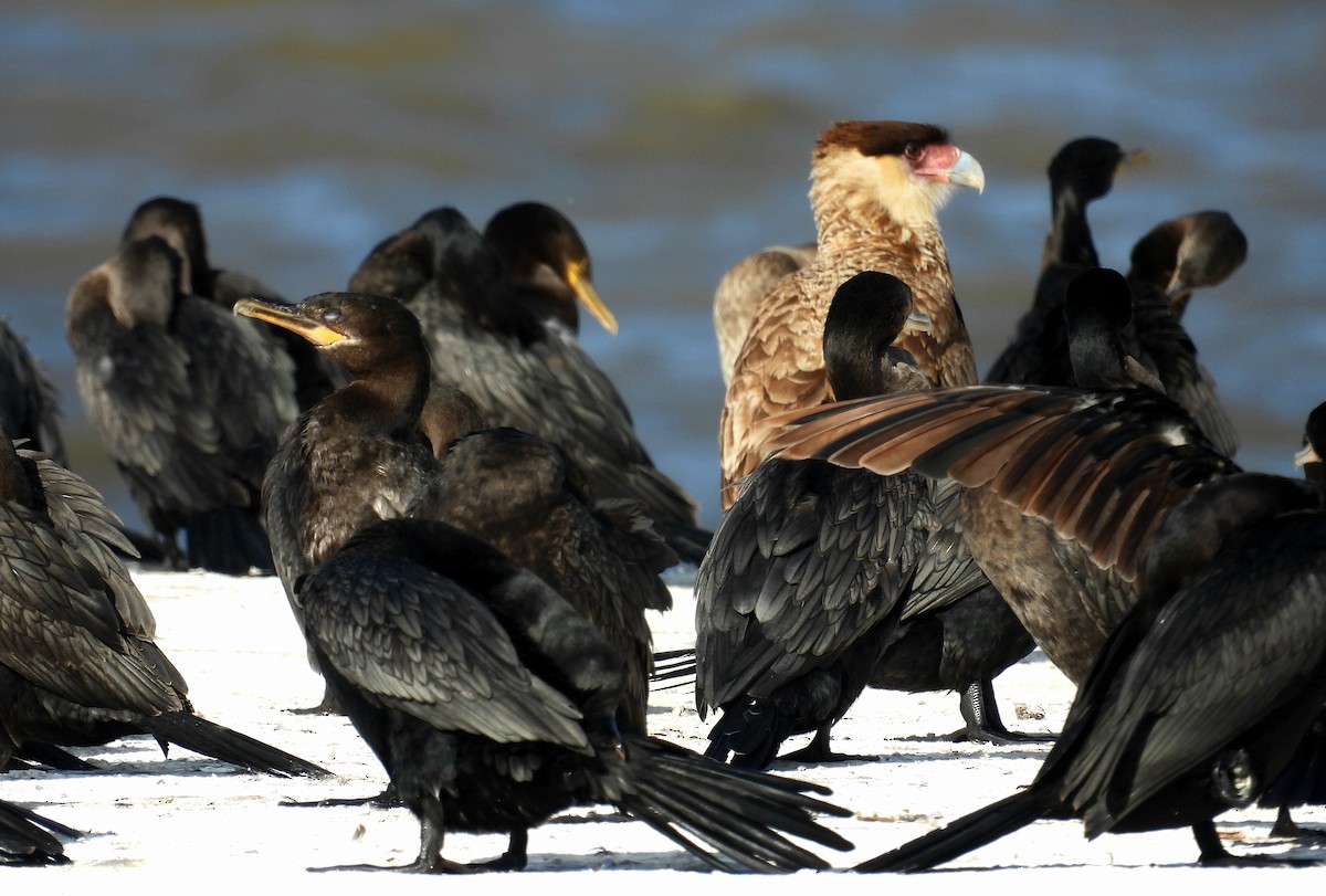 Crested Caracara - ML624217109