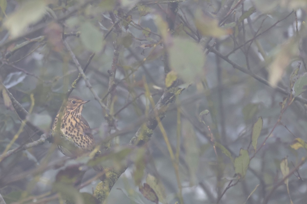 Song Thrush - Daniel Branch