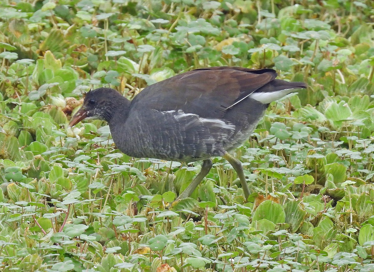 Common Gallinule - Hugo Hulsberg