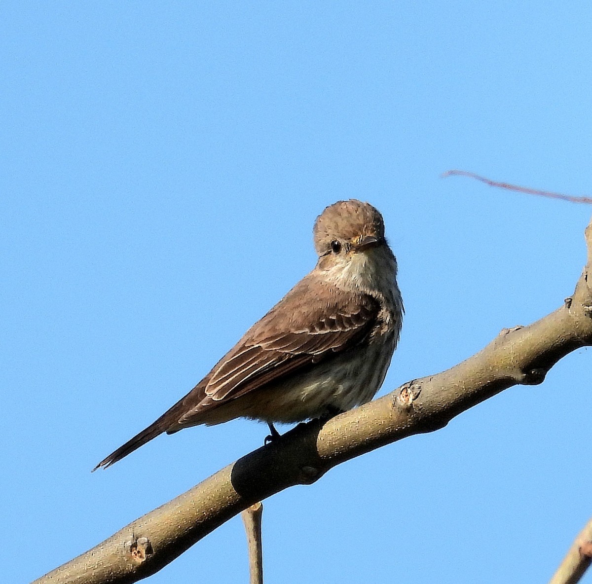 Vermilion Flycatcher - ML624217135