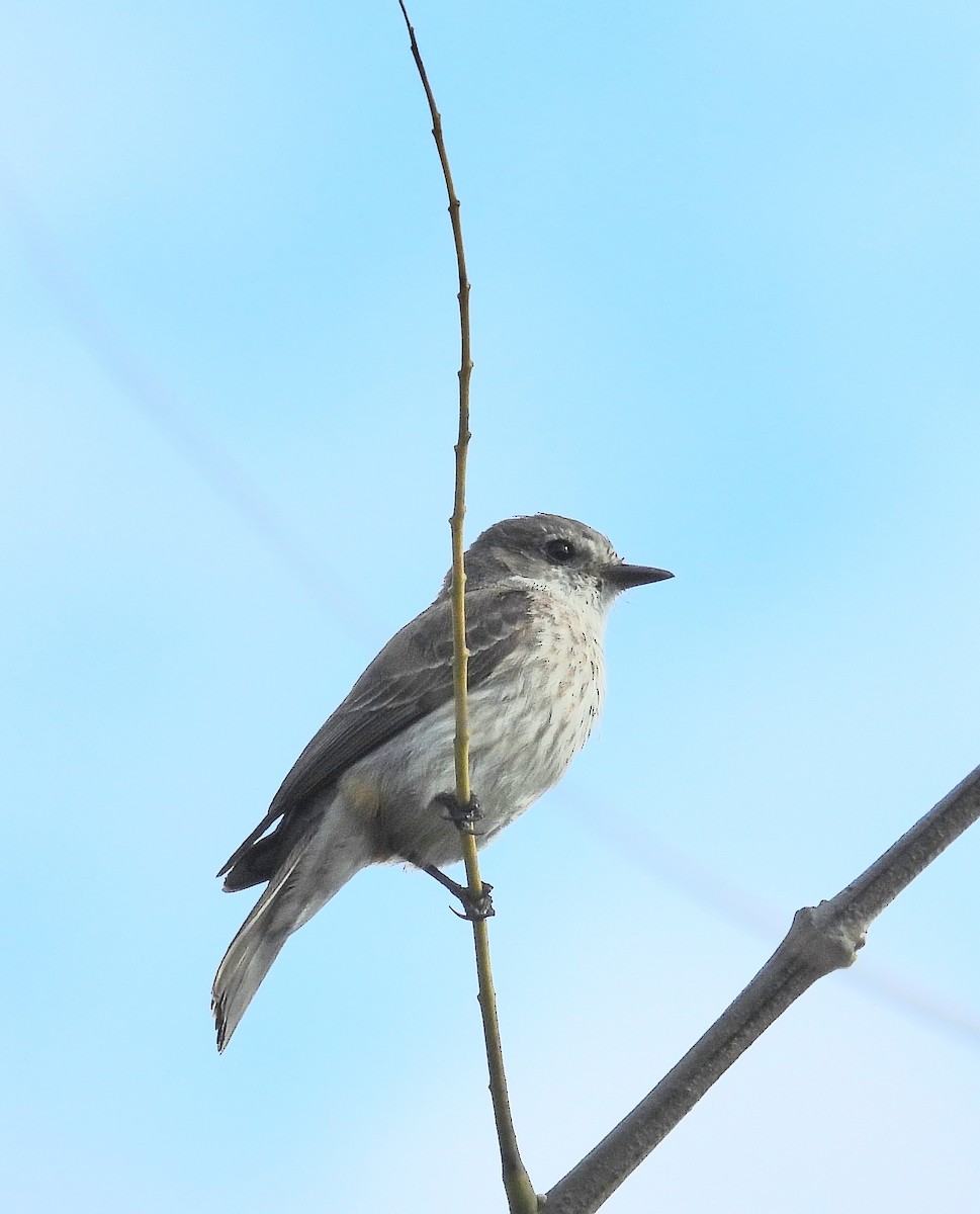 Vermilion Flycatcher - ML624217136