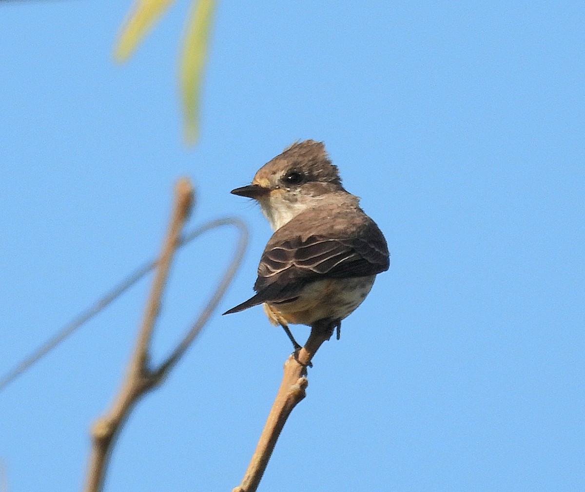 Vermilion Flycatcher - ML624217137