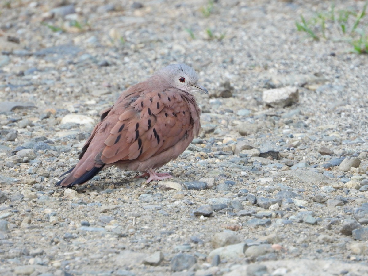 Ruddy Ground Dove - ML624217143