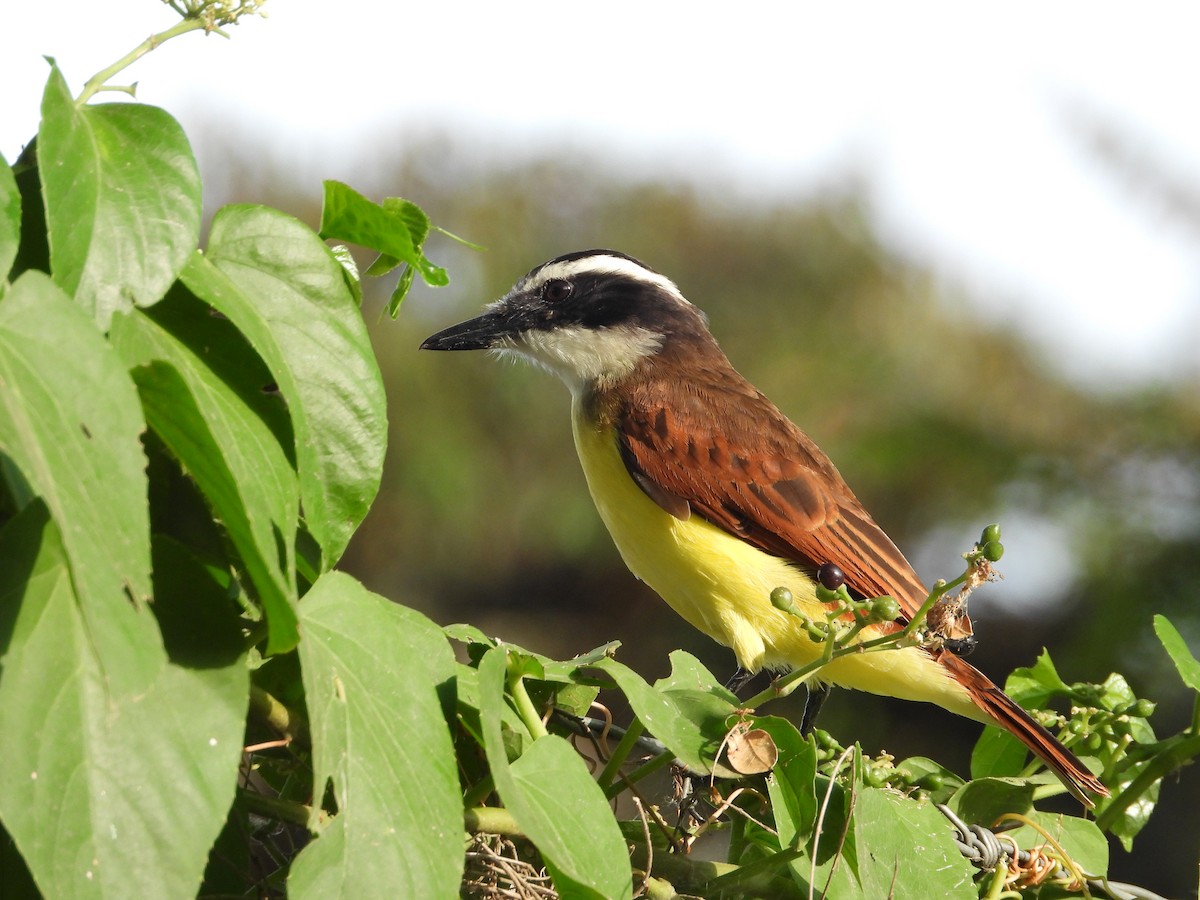 Great Kiskadee - ML624217150