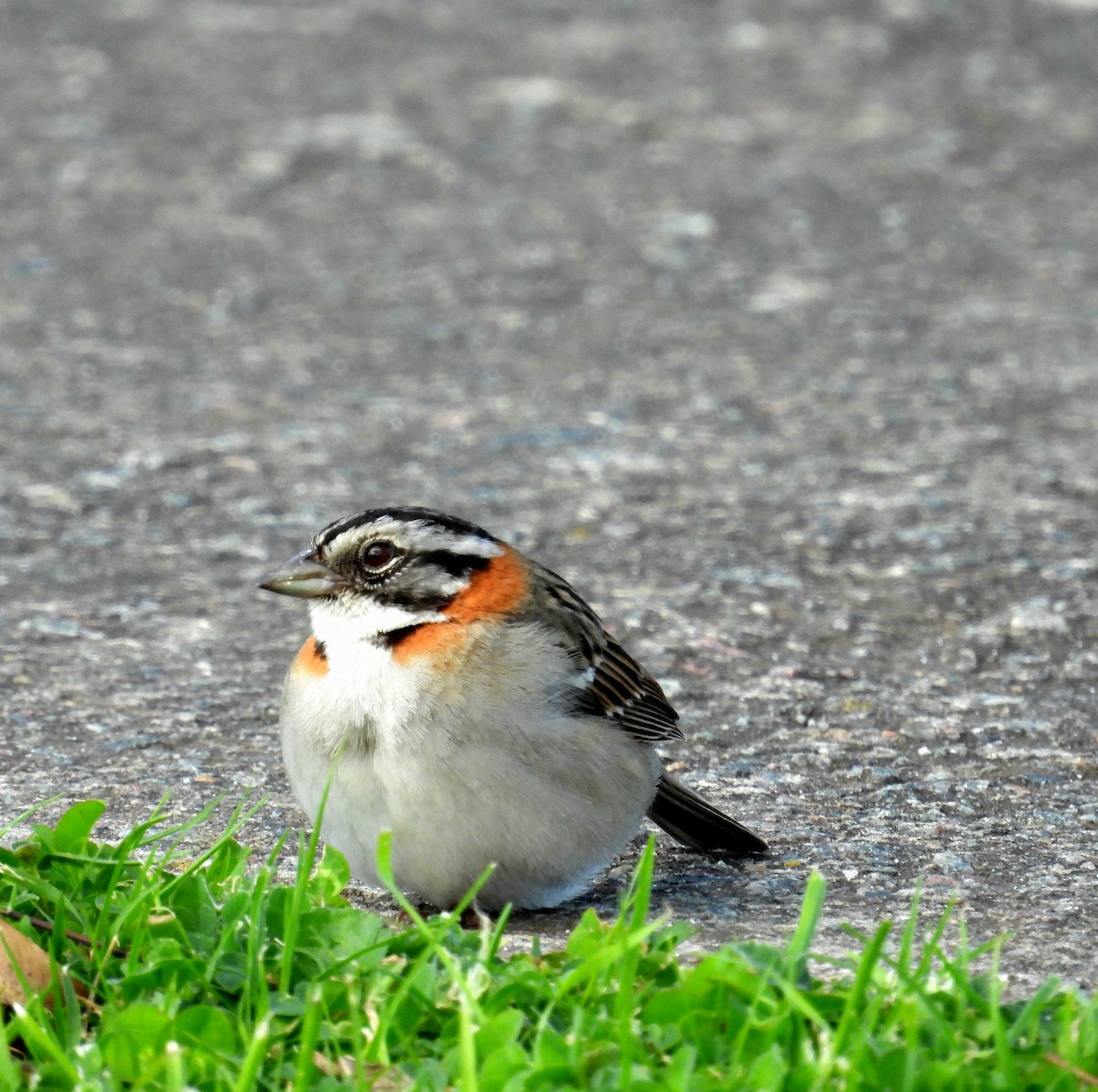 Rufous-collared Sparrow - ML624217151