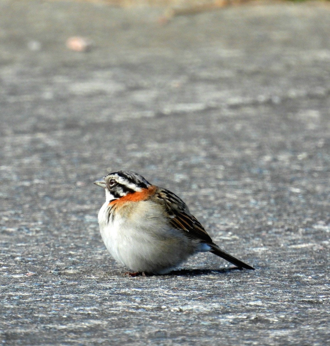 Rufous-collared Sparrow - ML624217156