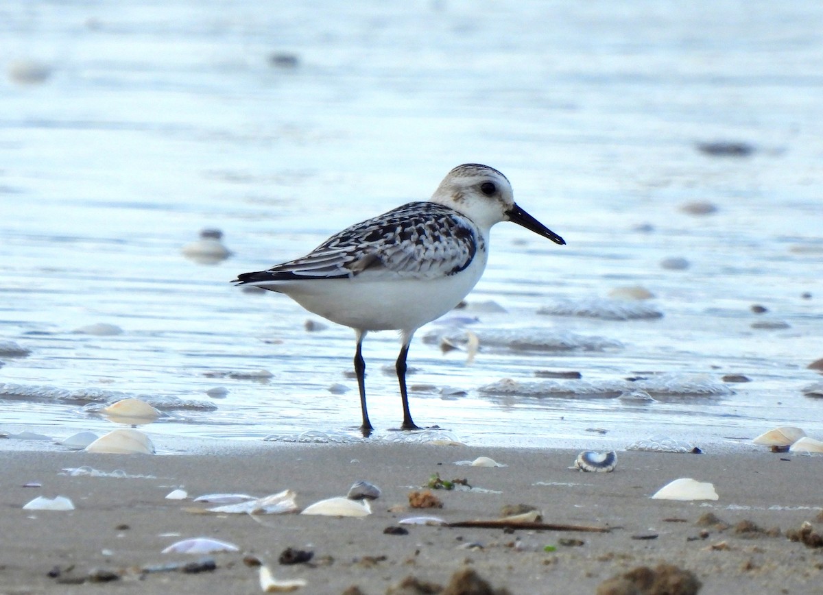 Bécasseau sanderling - ML624217157