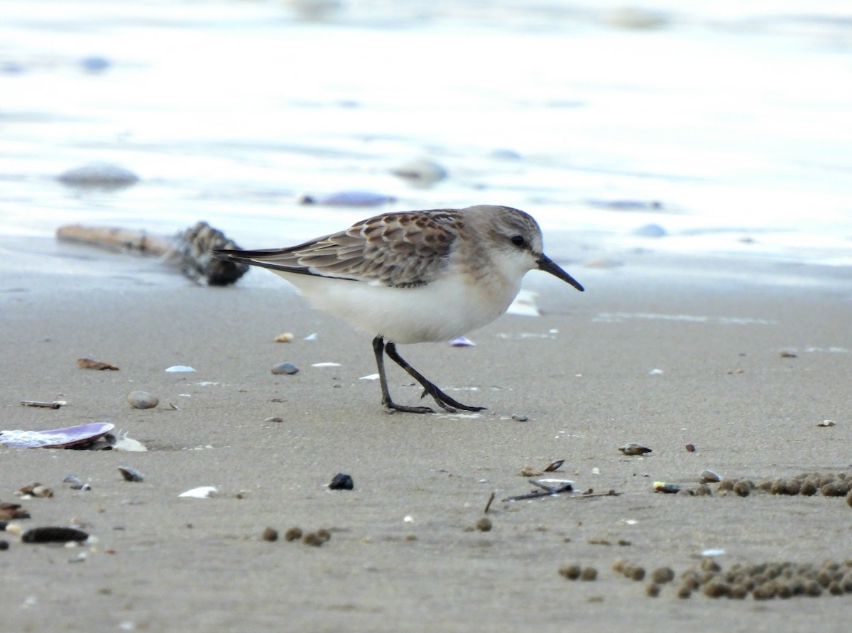 Bécasseau sanderling - ML624217158