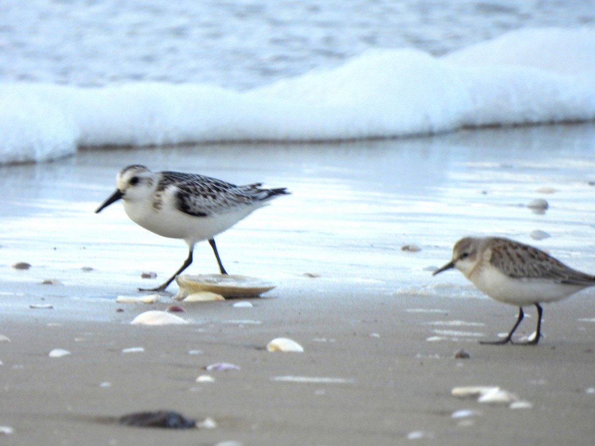 Bécasseau sanderling - ML624217159