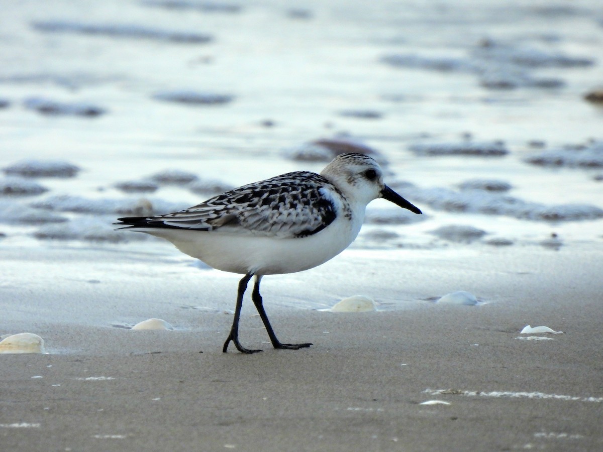 Bécasseau sanderling - ML624217160